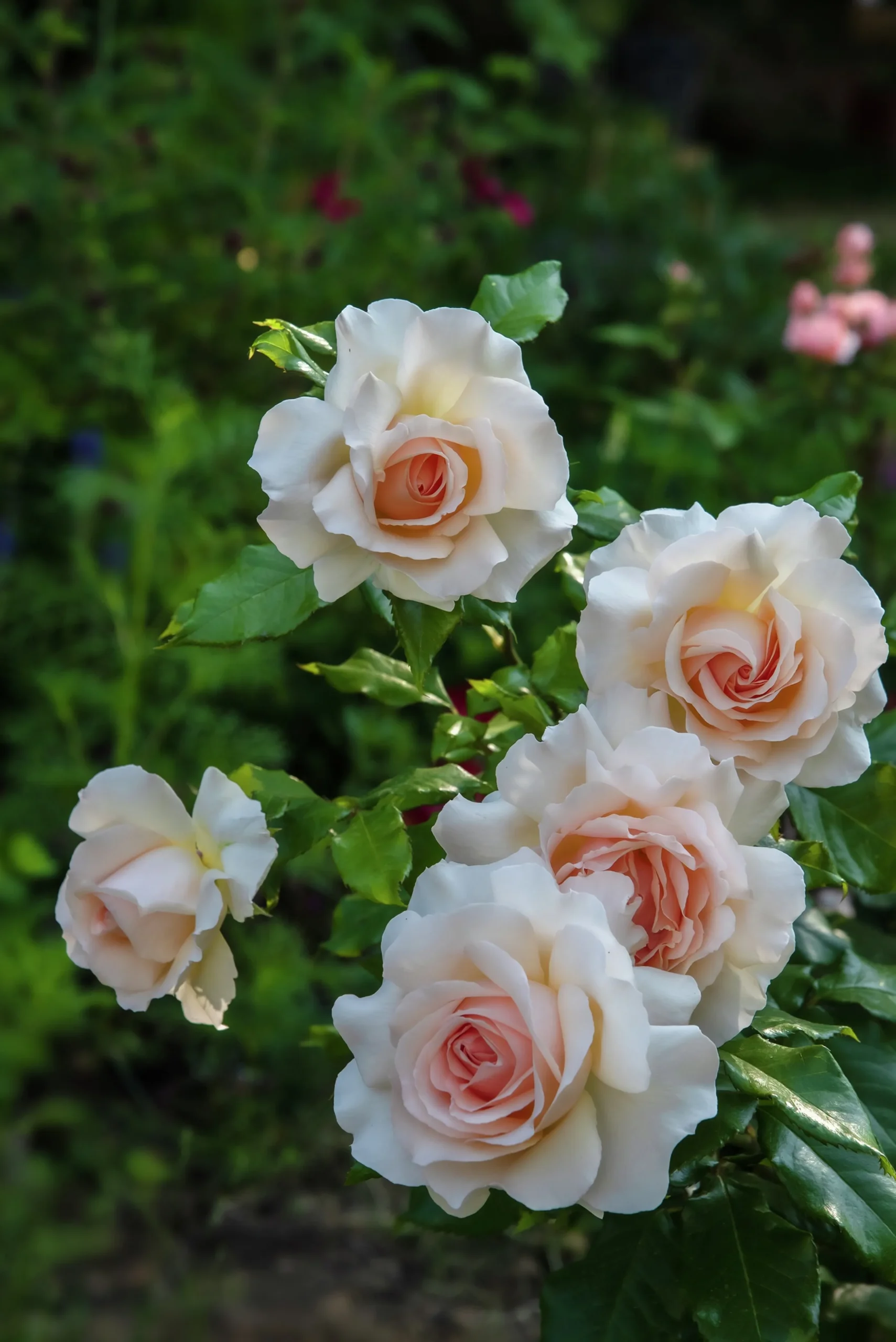 Storblommig ros 'Morten Korch' 'Harmisty' Barrotad