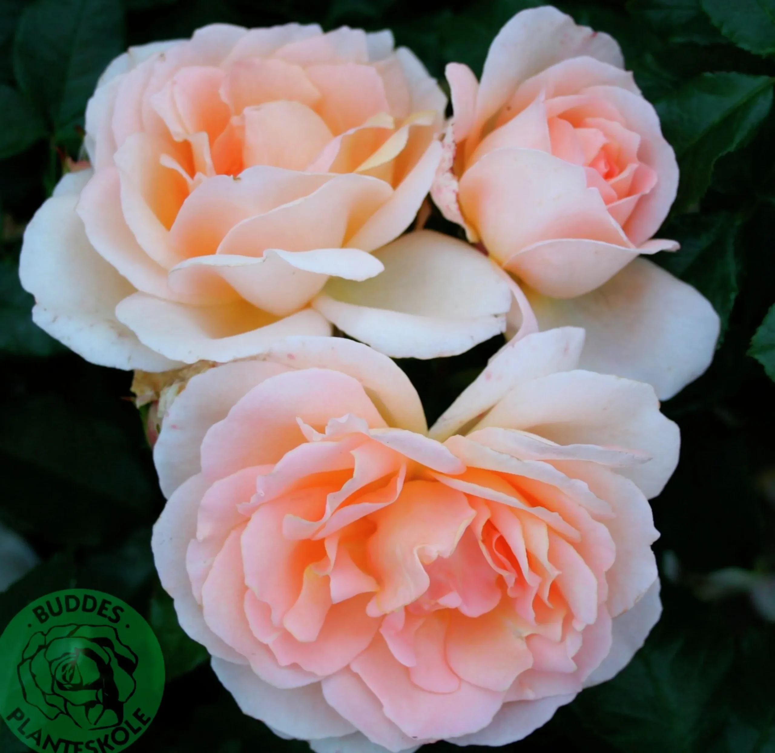 Storblommig ros 'Morten Korch' 'Harmisty' Barrotad