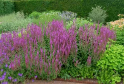 Stäppsalvia 'Amethyst'