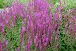 Stäppsalvia 'Amethyst'