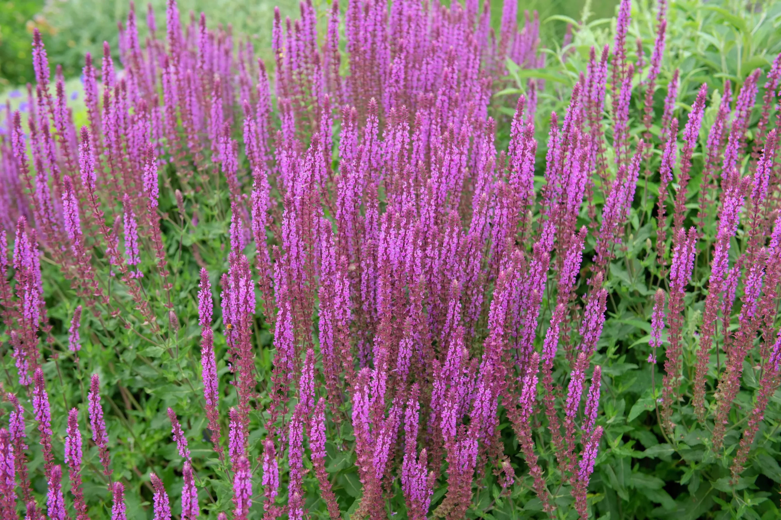 Stäppsalvia 'Amethyst'