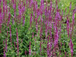 Stäppsalvia 'Amethyst'