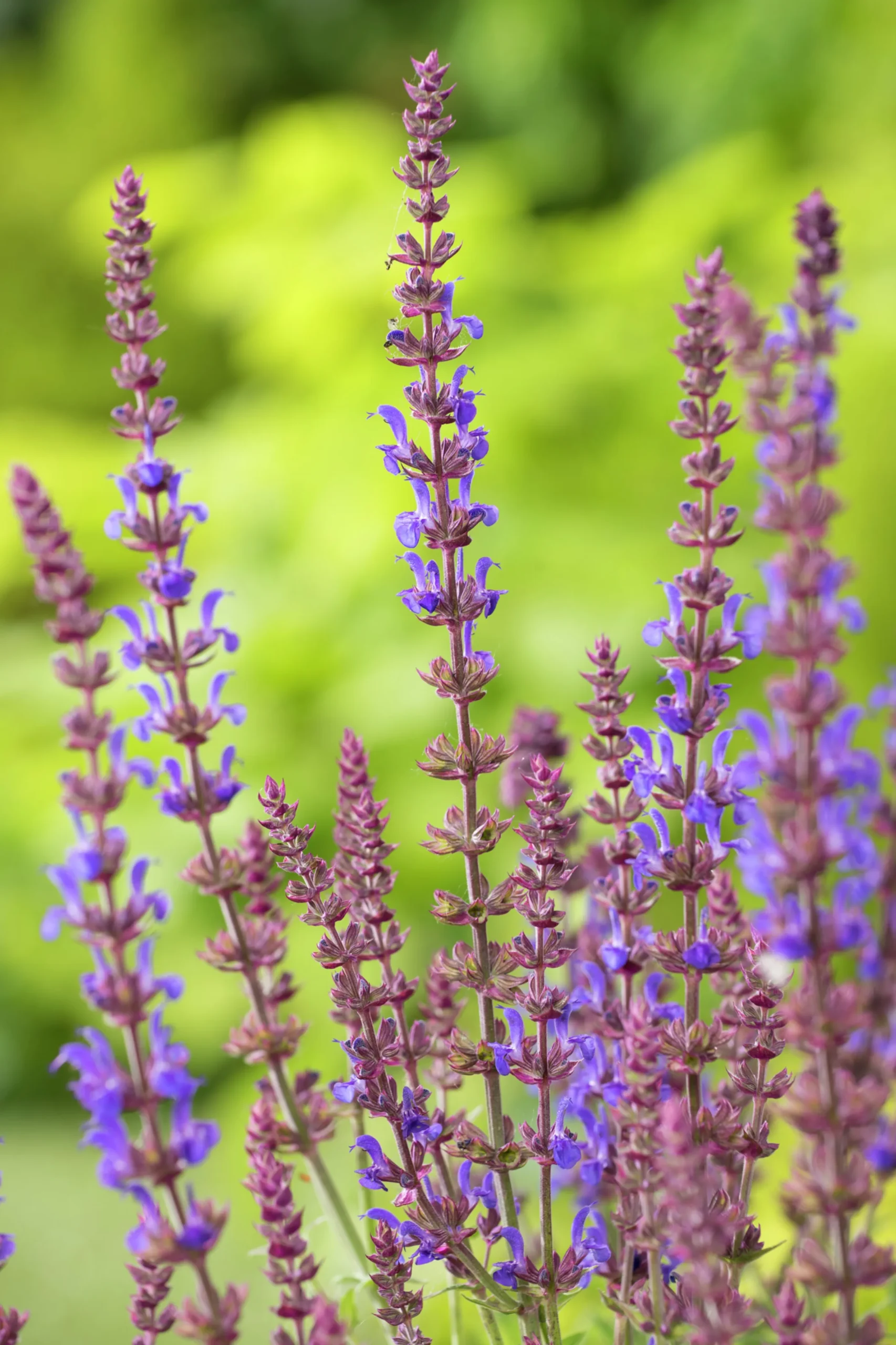 Stäppsalvia 'Blaukönigin'