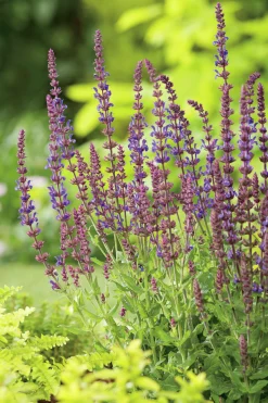 Stäppsalvia 'Blaukönigin'