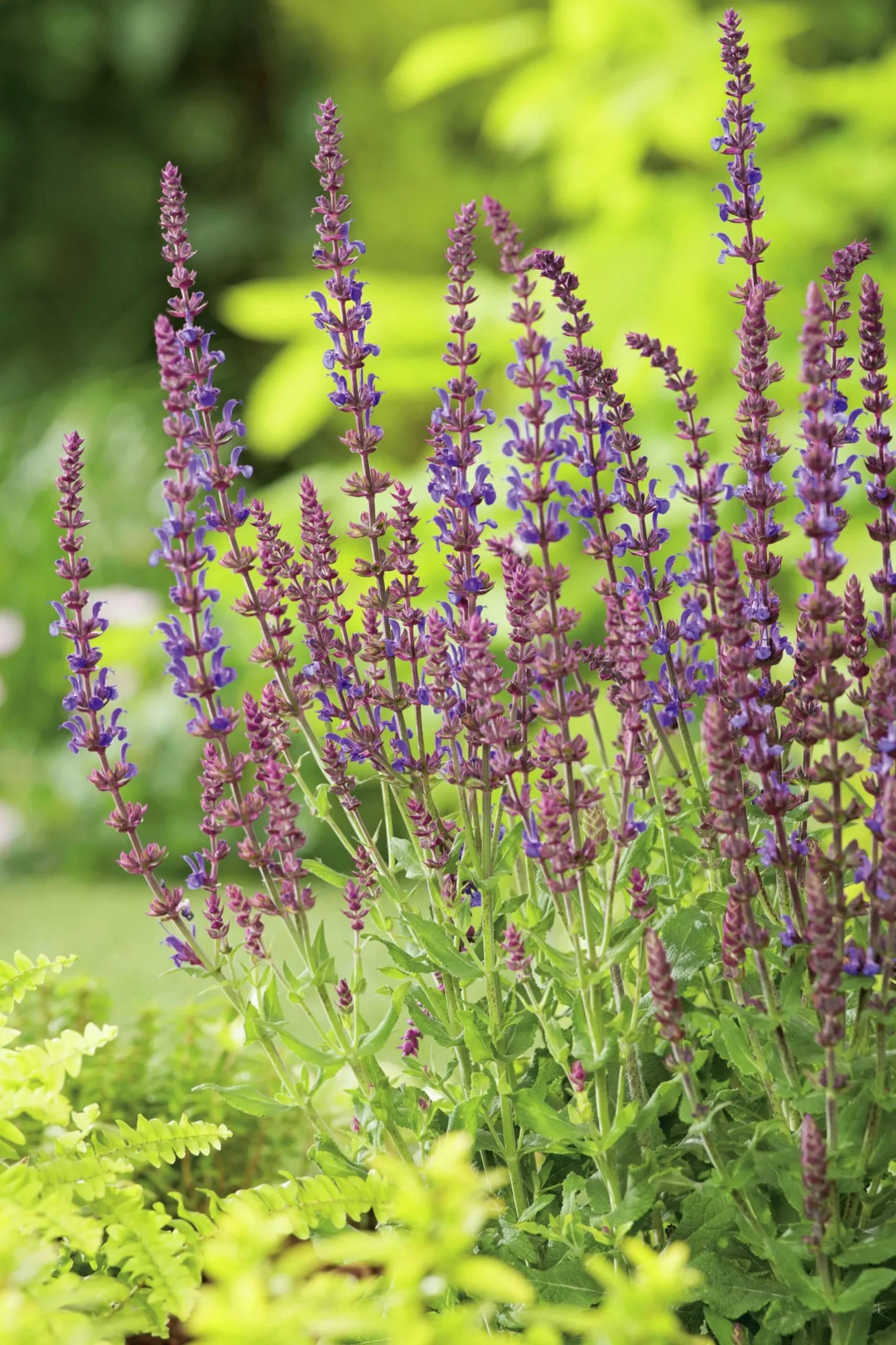 Stäppsalvia 'Blaukönigin'