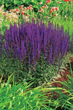 Stäppsalvia 'Caradonna'