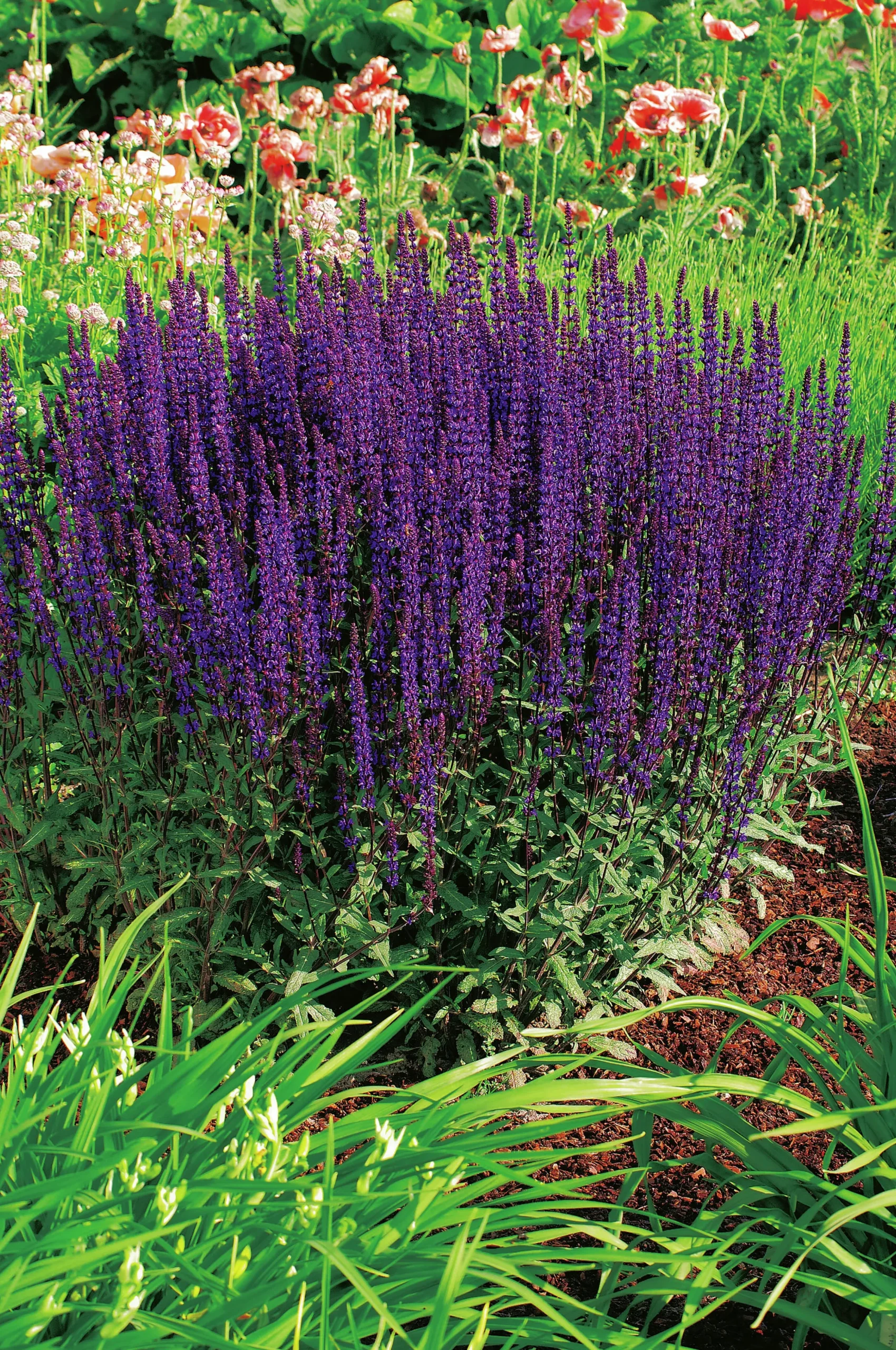 Stäppsalvia 'Caradonna' 2L