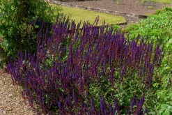 Stäppsalvia 'Mainacht'