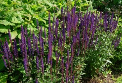 Stäppsalvia 'Mainacht'