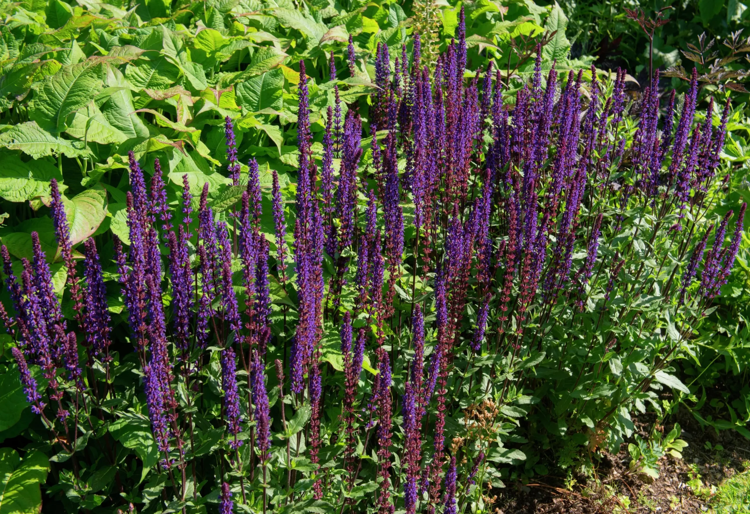 Stäppsalvia 'Mainacht'