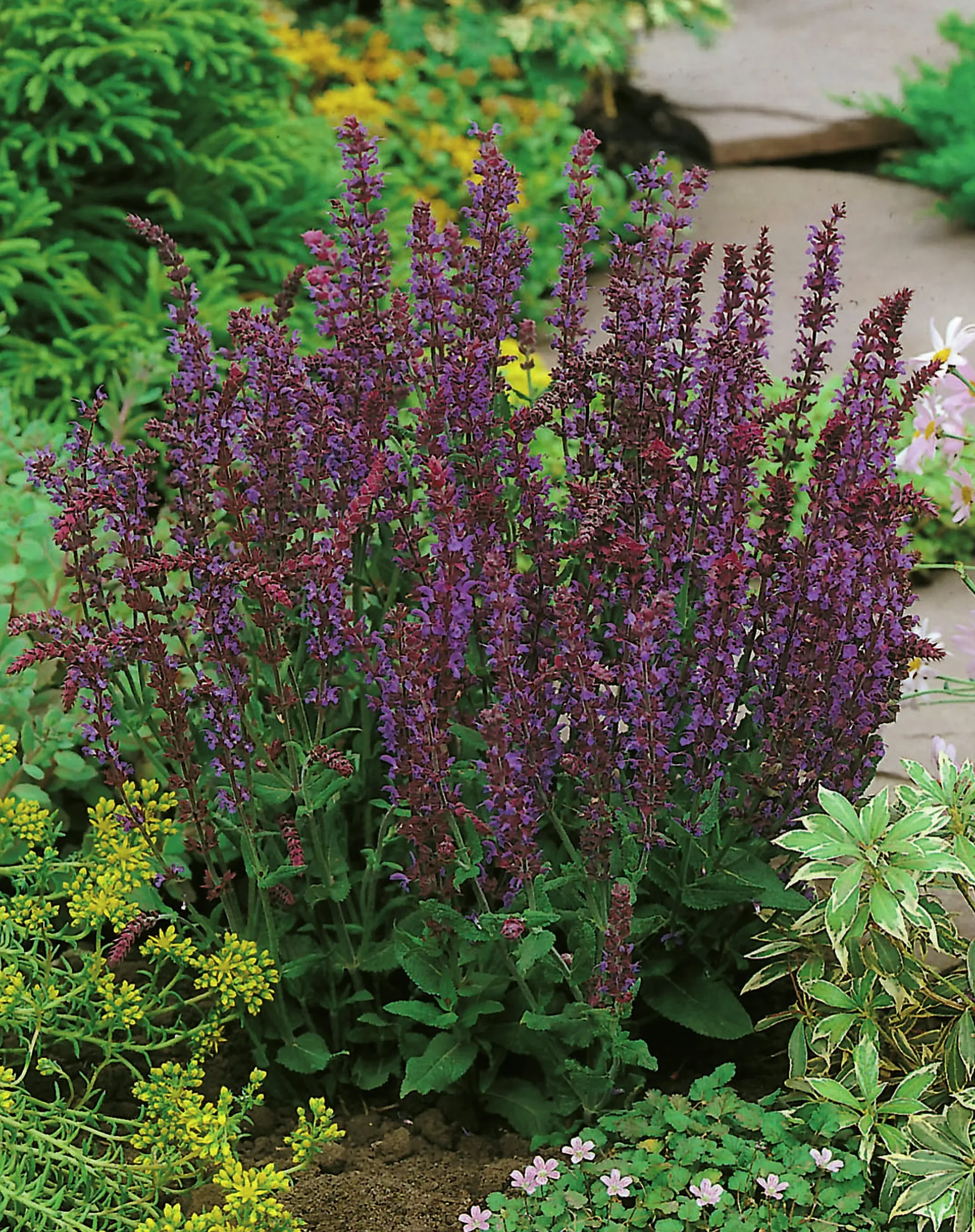 Stäppsalvia 'Ostfriesland' 2L
