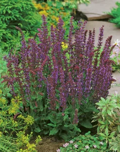 Stäppsalvia 'Ostfrisland'