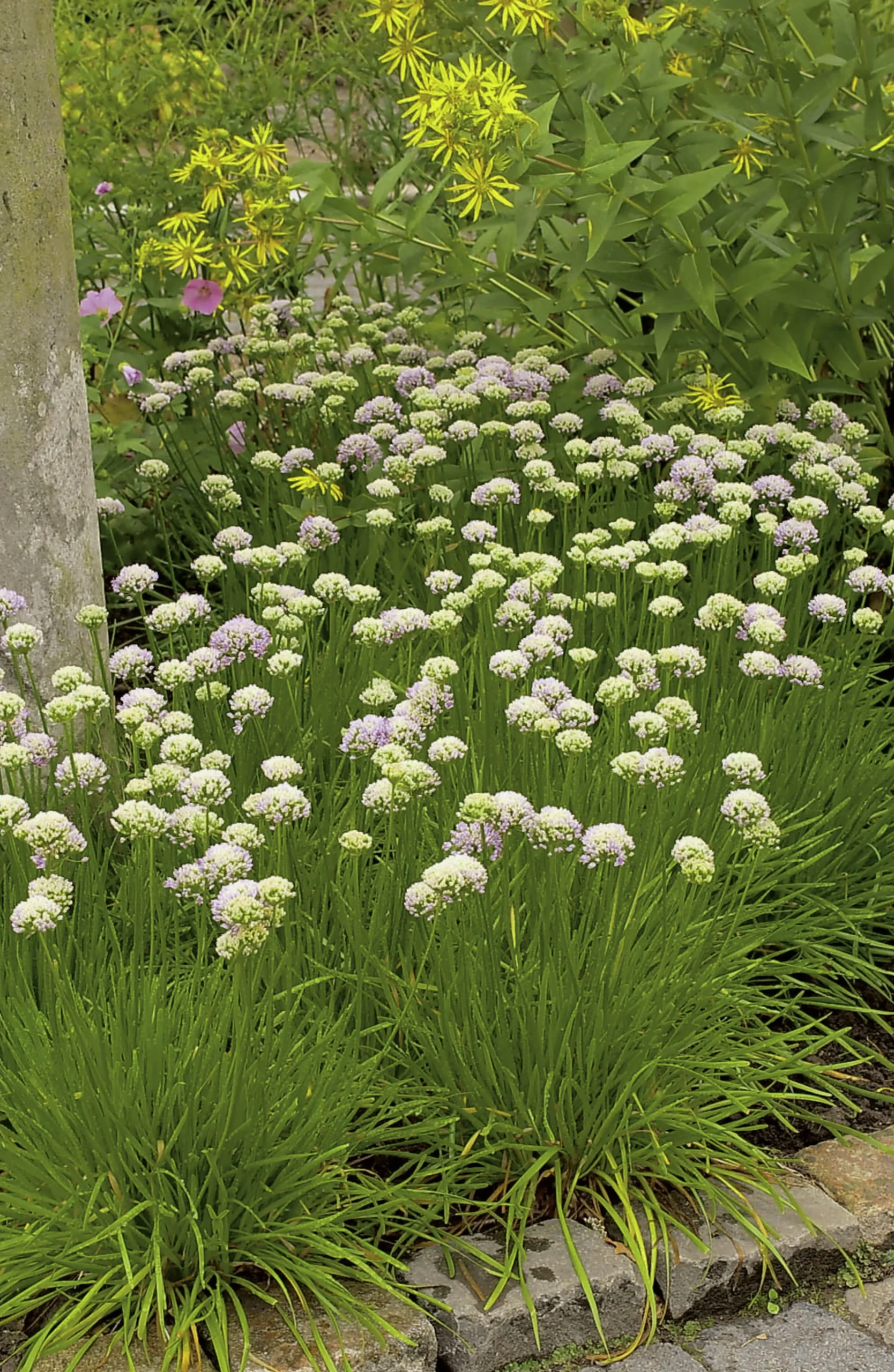 Strandtrift 'Alba'