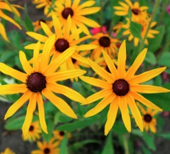 Strålrudbeckia 'Goldtrum'