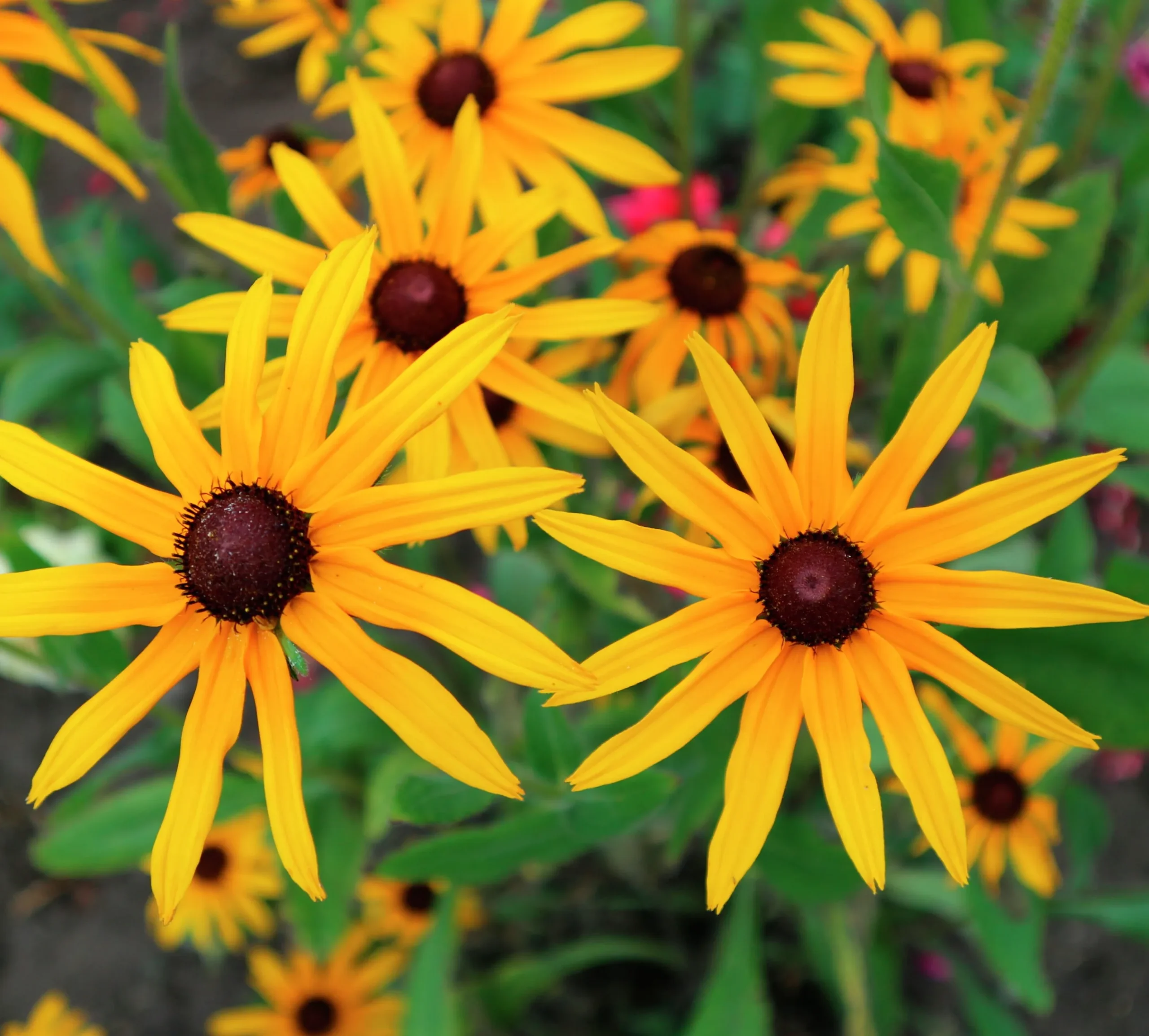 Strålrudbeckia 'Goldtrum'