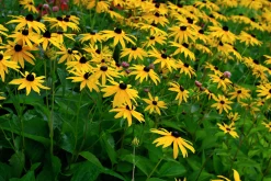 Strålrudbeckia 'Goldtrum'