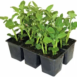 Sättpotatis lat. Solanum tuberosum 6-p