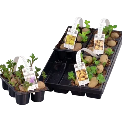 Sättpotatis lat. Solanum tuberosum 6-p