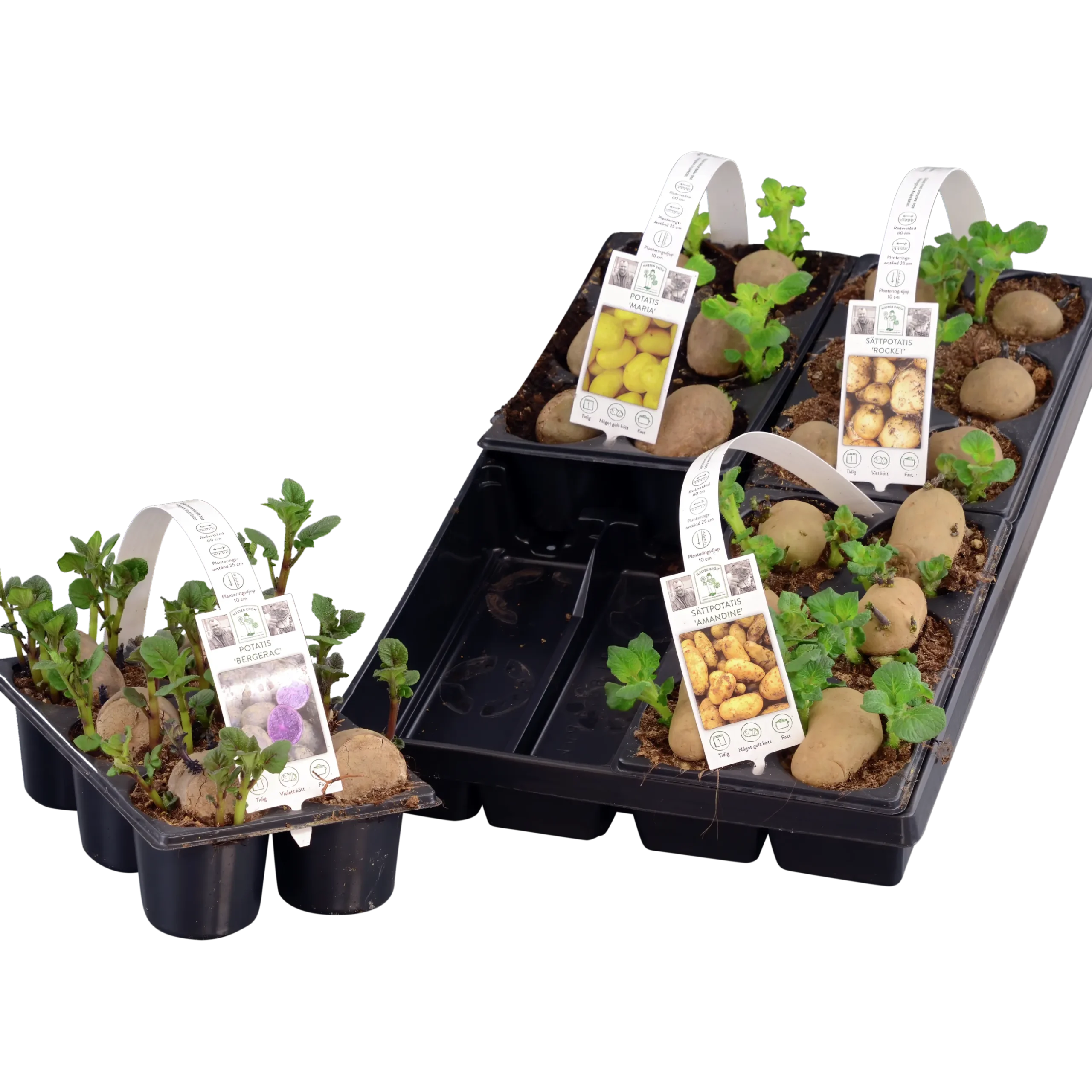 Sättpotatis lat. Solanum tuberosum 6-p