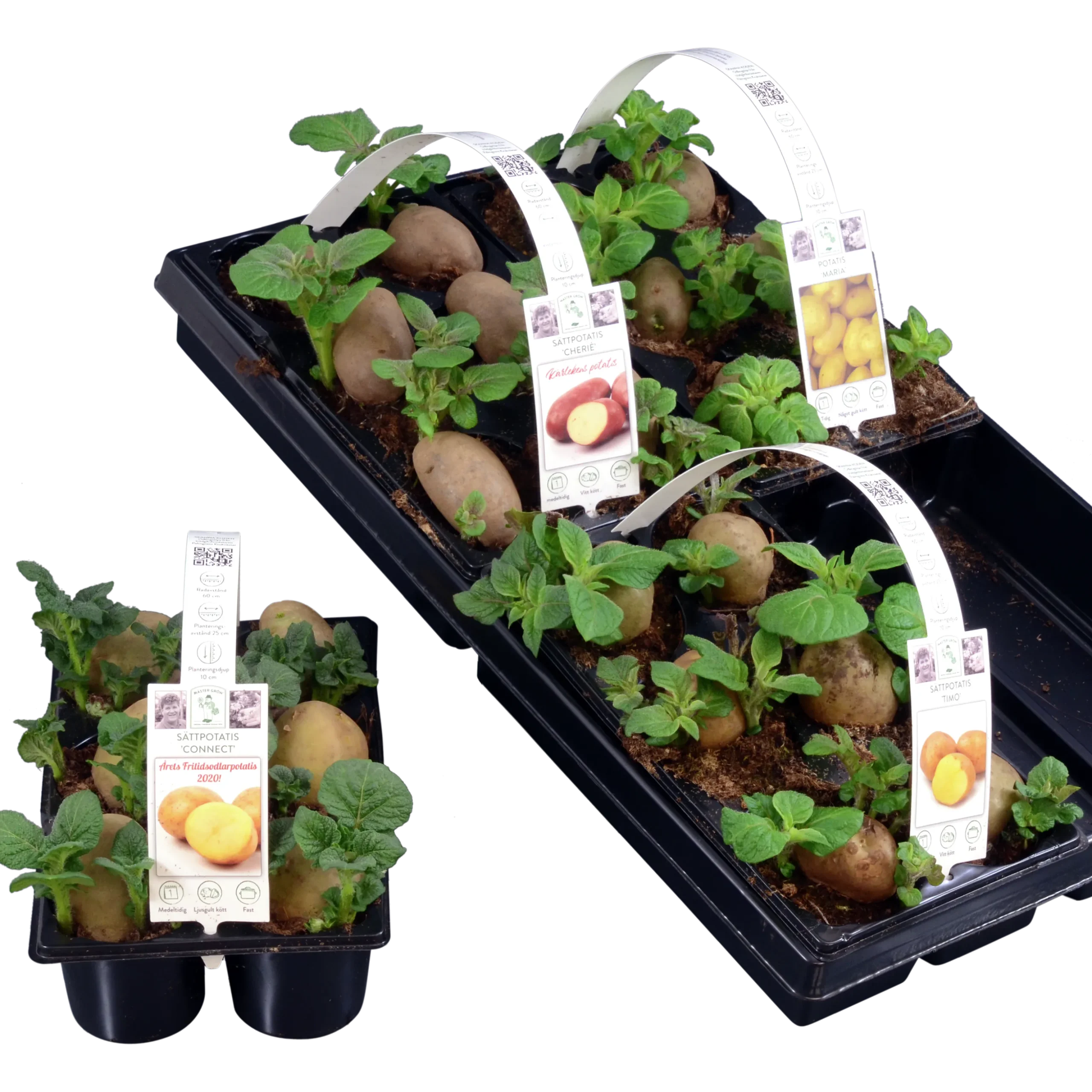 Sättpotatis lat. Solanum tuberosum 6-p