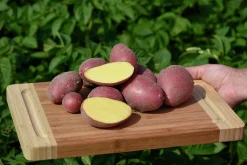 Sättpotatis LPM Alouette Eko Höst 500g