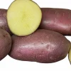 Sättpotatis LPM Asterix Höst 15kg