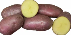 Sättpotatis LPM Asterix Höst 3kg