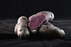 Sättpotatis LPM Bergerac Höst 1kg