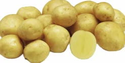 Sättpotatis LPM Jacky Höst 1kg