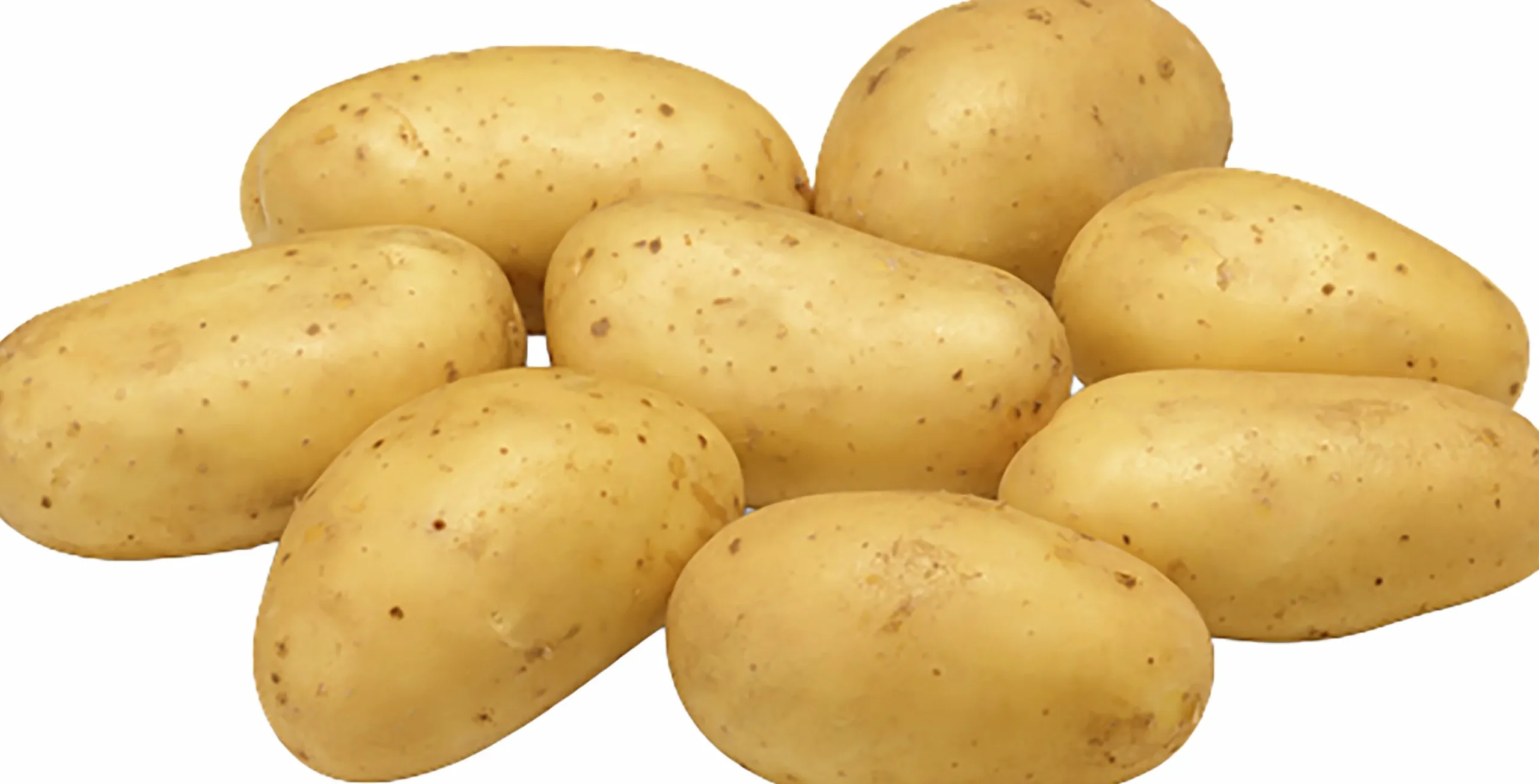 Sättpotatis LPM Levante Eko Höst