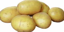 Sättpotatis LPM Mikado Vår