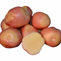 Sättpotatis LPM Miss Blush Sommar 1kg