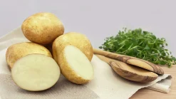 Sättpotatis LPM Rocket Vår 15kg