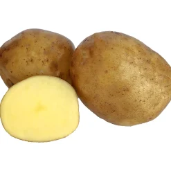 Sättpotatis LPM Twister Eko Sommar