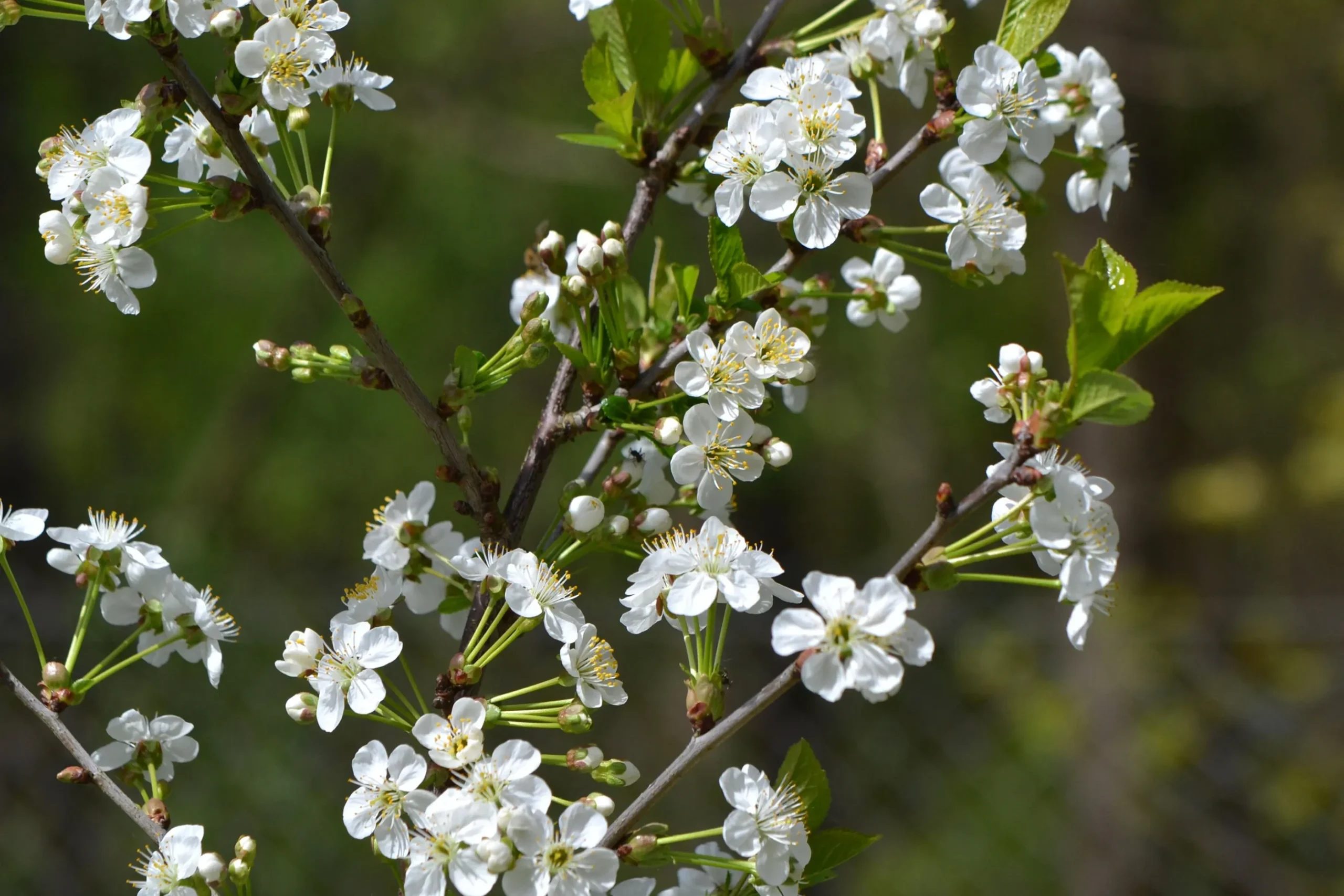 Surkörsbär 'Berit'