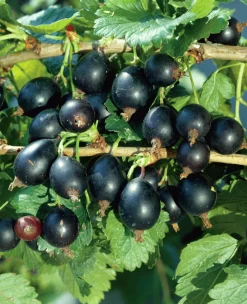Svarta Krusvinbär / Jostabär 'Josta'