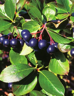 Svart Aronia 'Hugin'