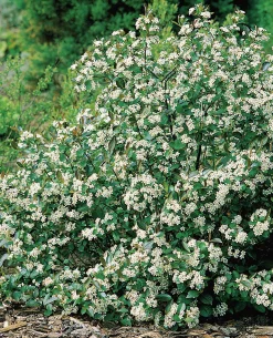 Svart Aronia 'Hugin'
