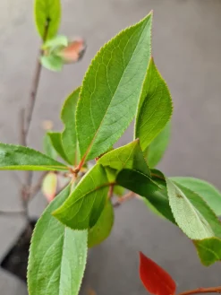 Svartaronia 'Hugin' D:9-11cm Certifierad Krukodlad