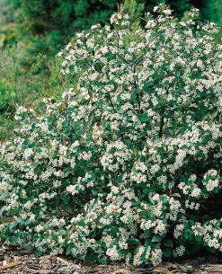 Svartaronia 'Hugin' D:9-11cm Certifierad Krukodlad