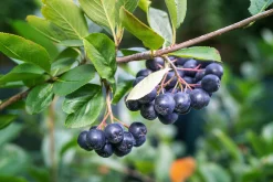Svartaronia 'Hugin' D:9-11cm Certifierad Krukodlad