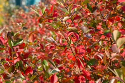 Svartaronia 'Hugin' D:9-11cm Certifierad Krukodlad