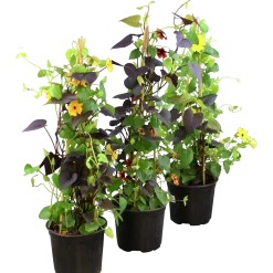 Svartöga/Blomman För Dagen Pyramid 19cm