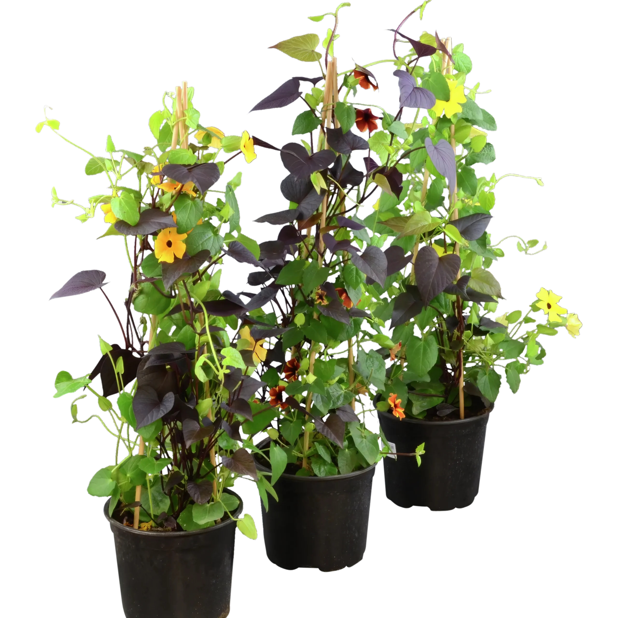 Svartöga/Blomman För Dagen Pyramid 19cm