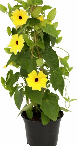 Svartöga lat. Thunbergia alata 14cm