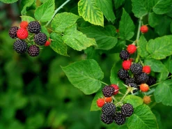Svart Hallon 'Black Jewel'