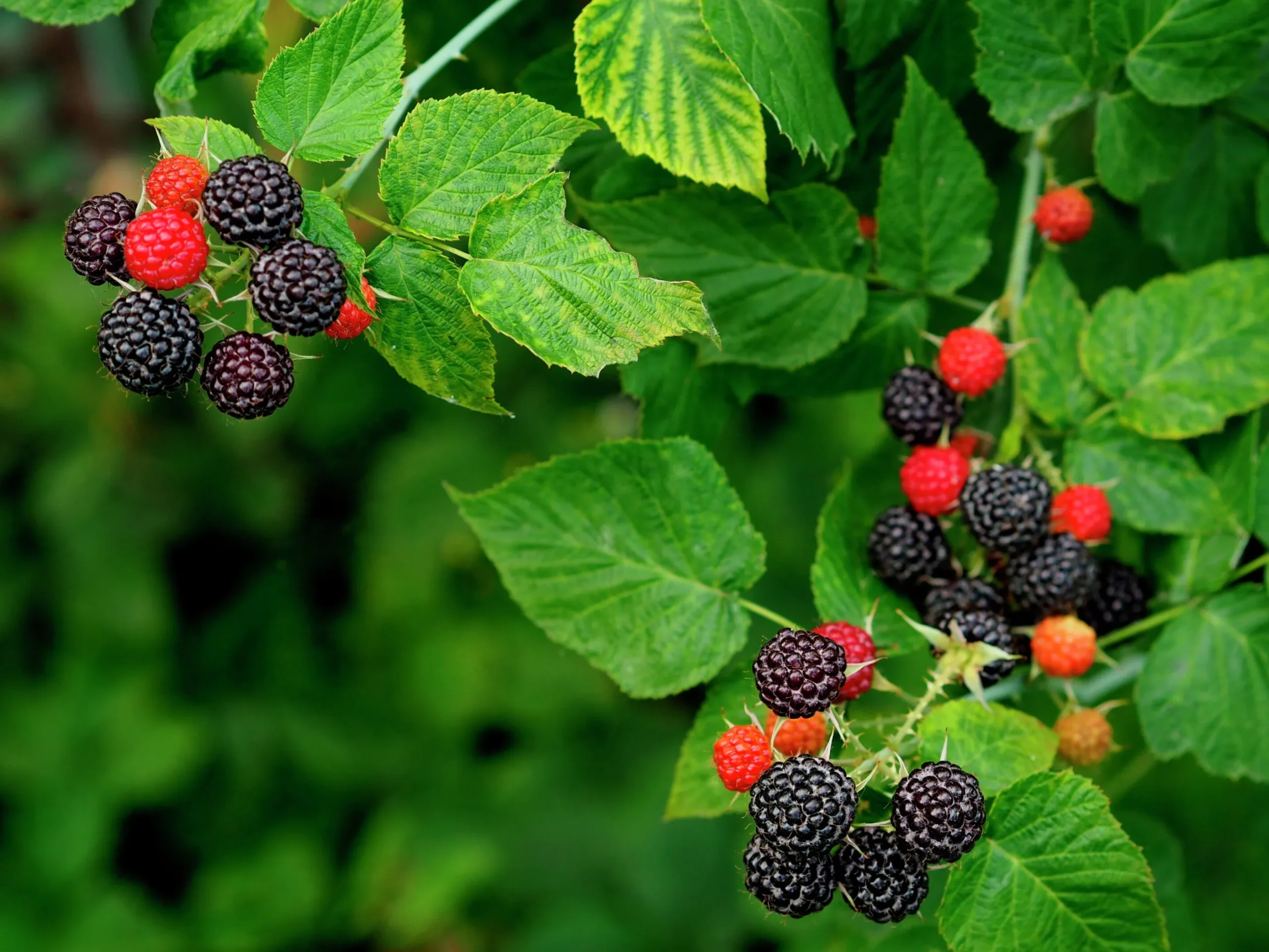 Svart Hallon 'Black Jewel'