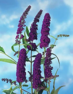 Syrenbuddleja Fjärilsbuske 'Black Knight' Krukodlad