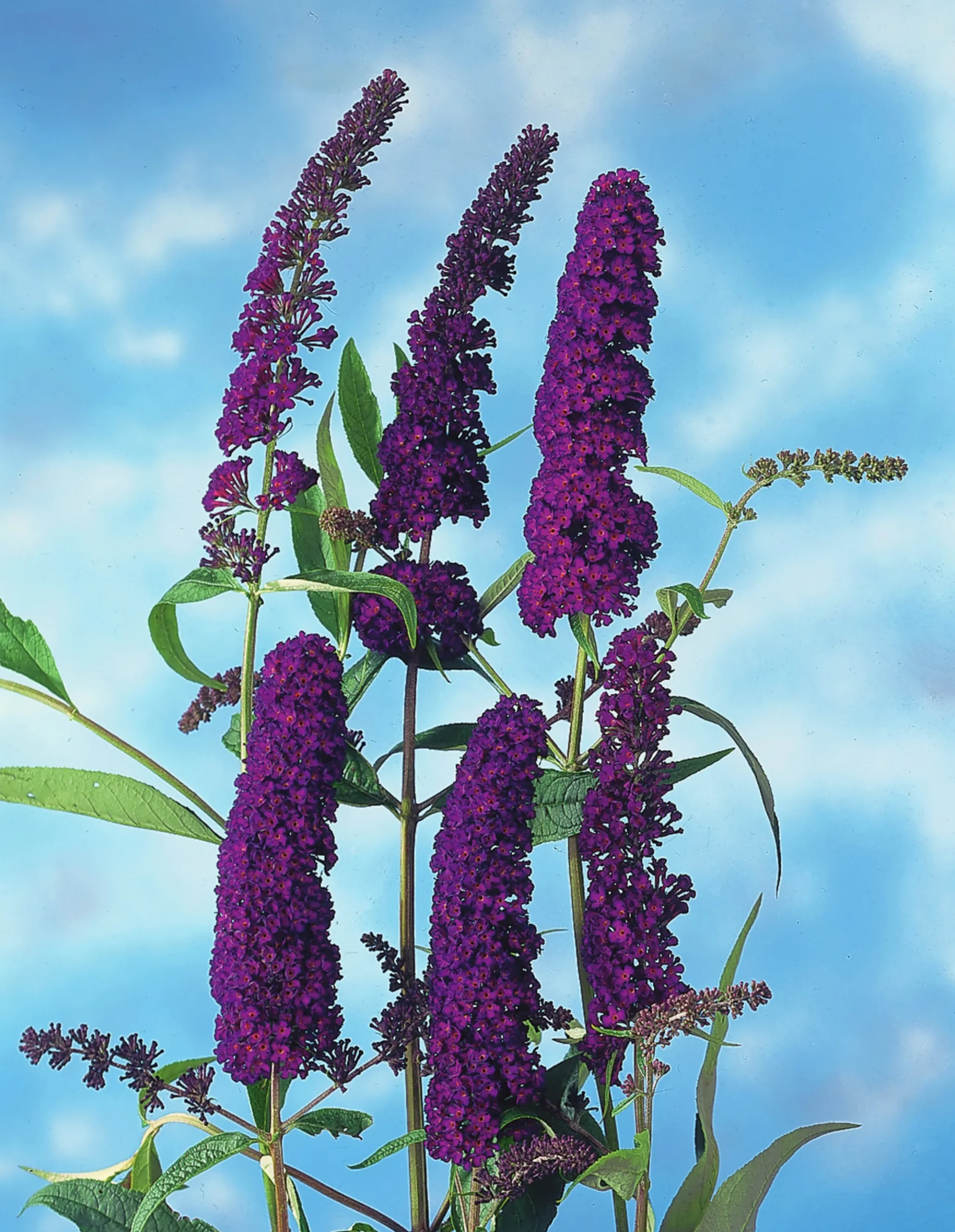 Syrenbuddleja Fjärilsbuske 'Black Knight' Krukodlad