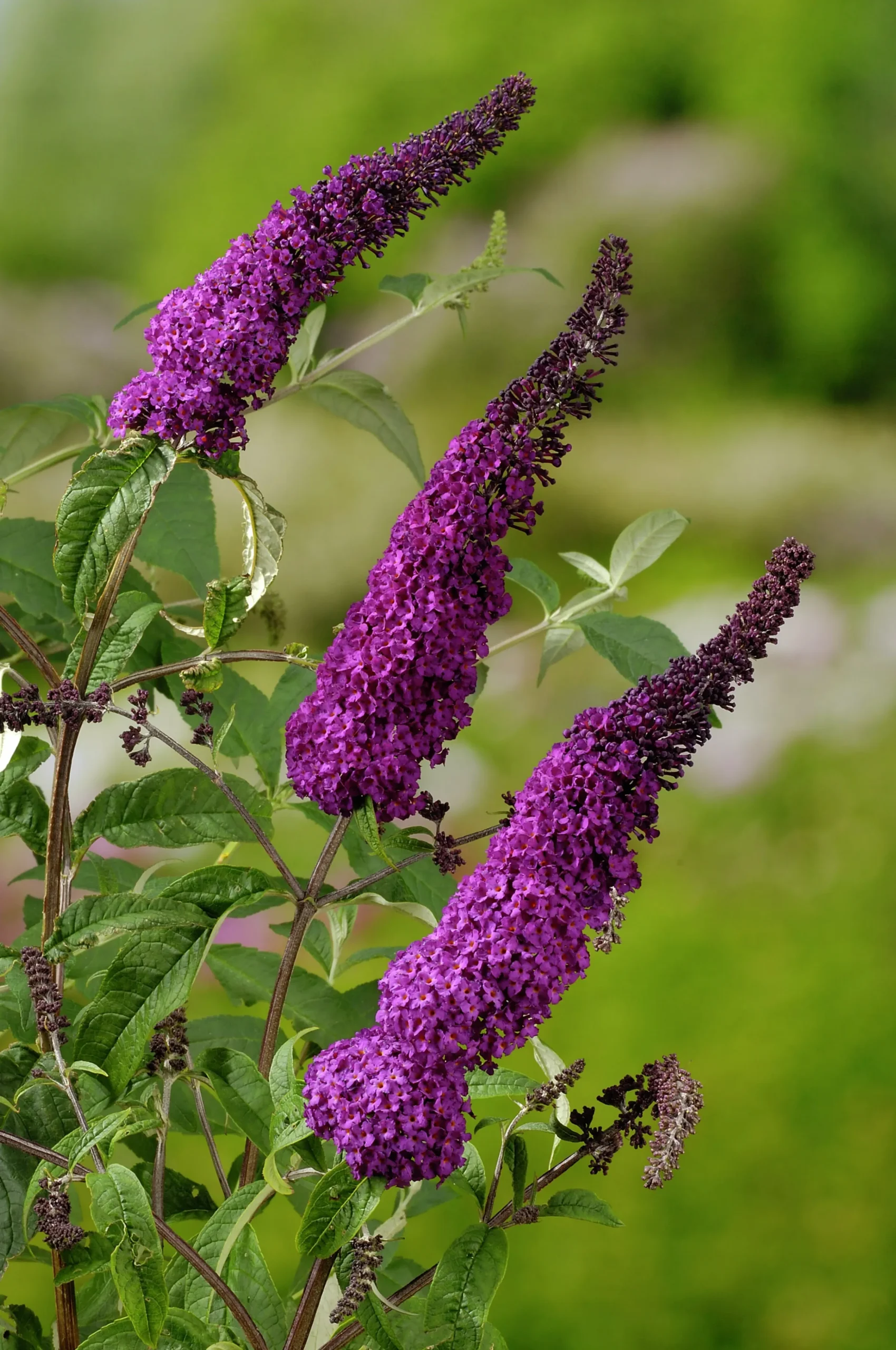 Syrenbuddleja Fjärilsbuske 'Il de France' Krukodlad